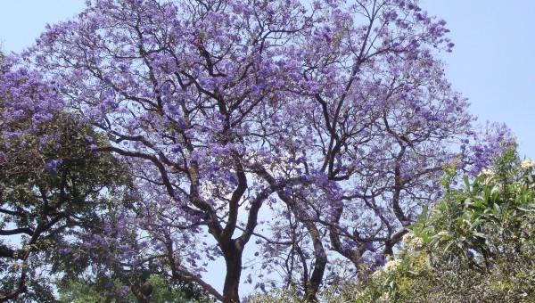 Zambia Report: Music as a Business